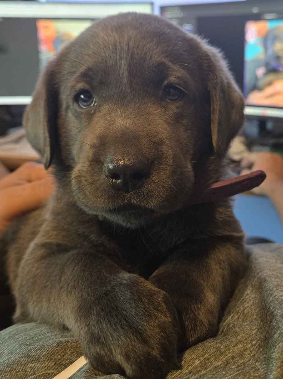 Labrador Retriever Puppies breeder image 4