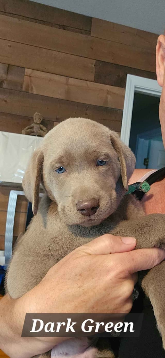 Labrador Retriever Puppies media 2