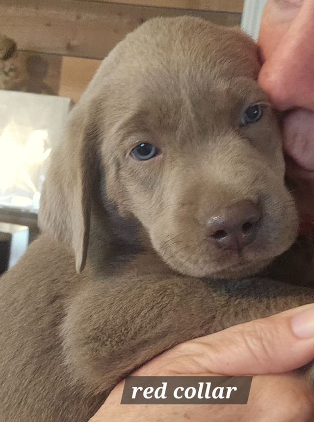 Labrador Retriever Puppies media 5