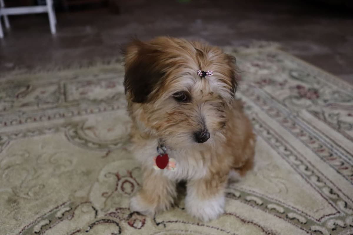 Havanese Puppies breeder image 3