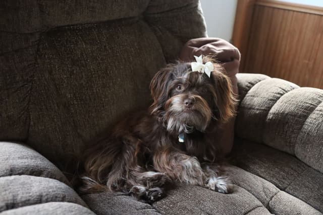 Havanese Puppies media 8