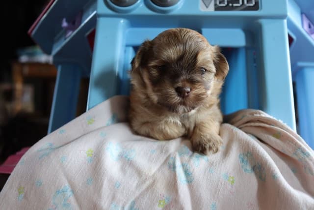 Havanese Puppies media 6