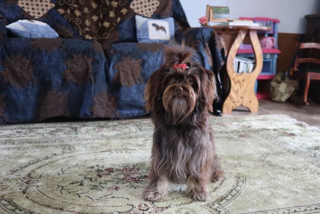 Havanese Puppies media 12