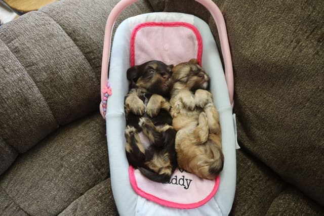 Havanese Puppies media 4