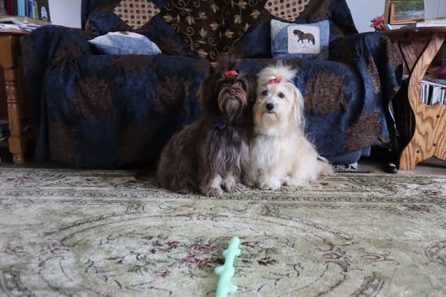 Havanese Puppies media 7