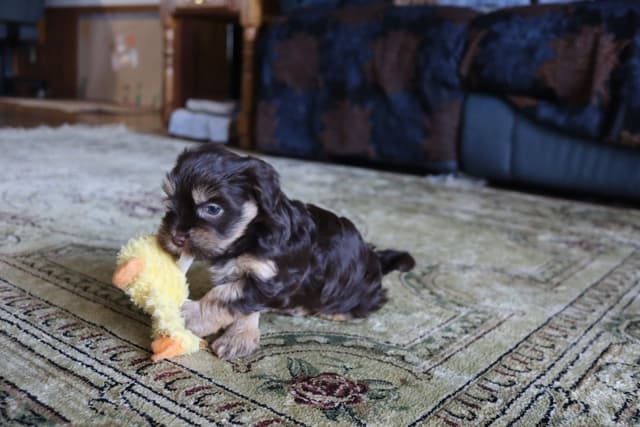 Havanese Puppies media 3