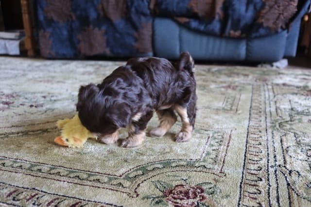 Havanese Puppies media 2