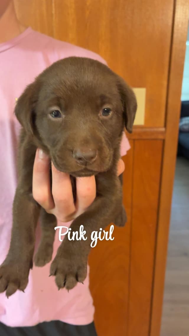 Labrador Retriever Puppies media 2