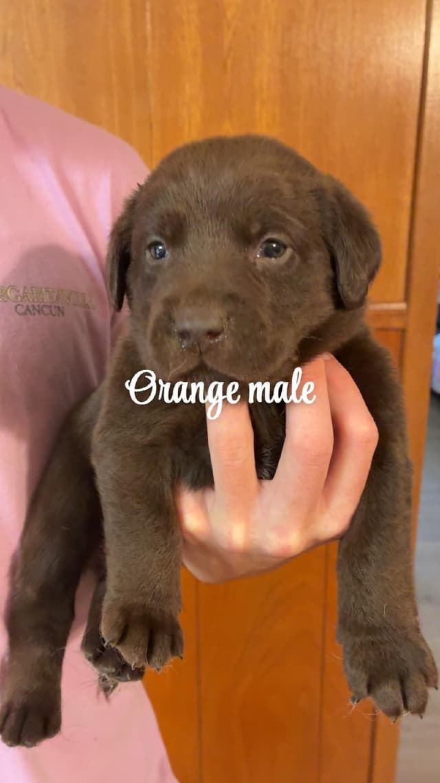 Labrador Retriever Puppies media 4