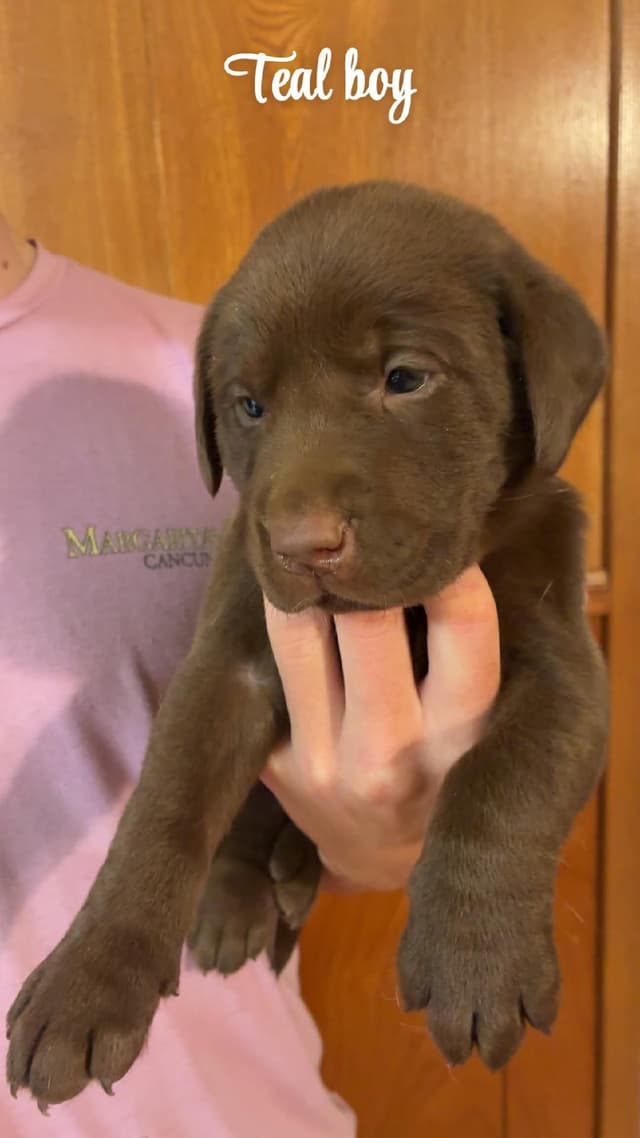 Labrador Retriever Puppies media 5