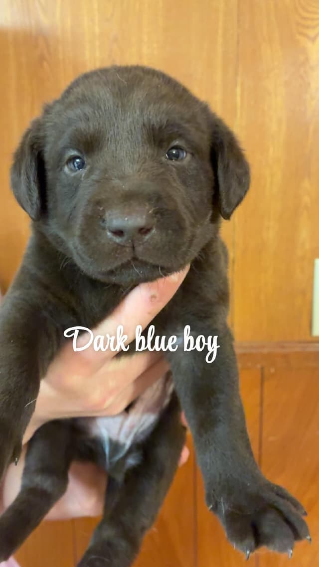 Labrador Retriever Puppies media 6