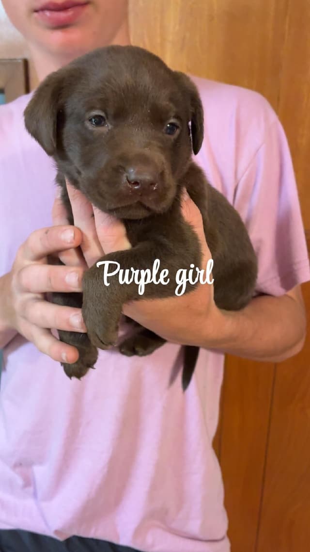 Labrador Retriever Puppies media 8