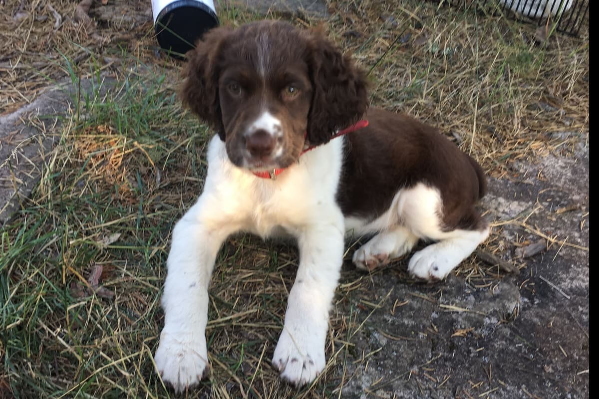 English Springer Spaniel Puppies breeder image 1