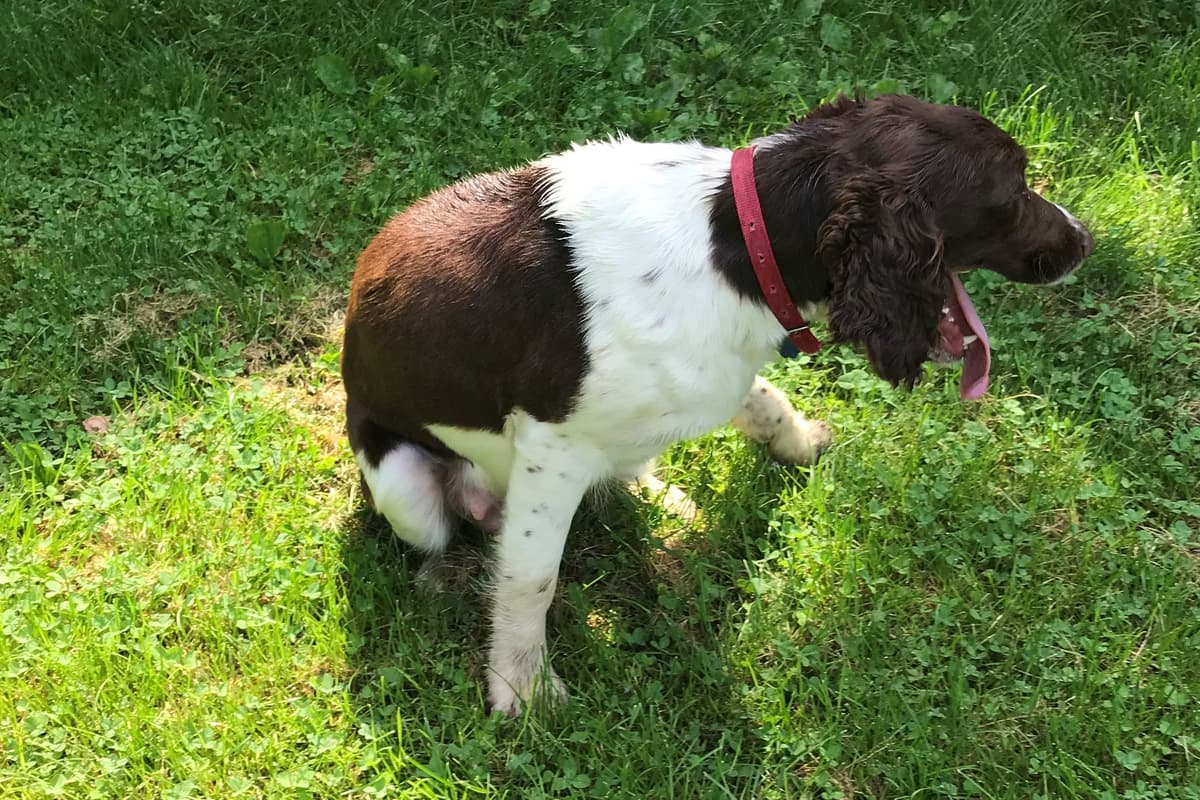 English Springer Spaniel Puppies breeder image 3