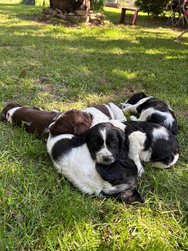 English Springer Spaniel Puppies media 2