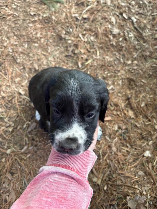 English Springer Spaniel Puppies media 4