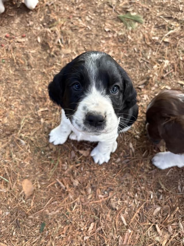 English Springer Spaniel Puppies media 5
