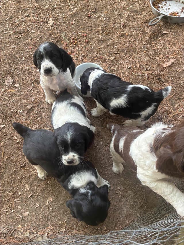 English Springer Spaniel Puppies media 6