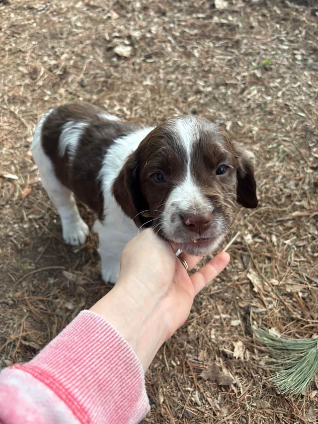 English Springer Spaniel Puppies media 7