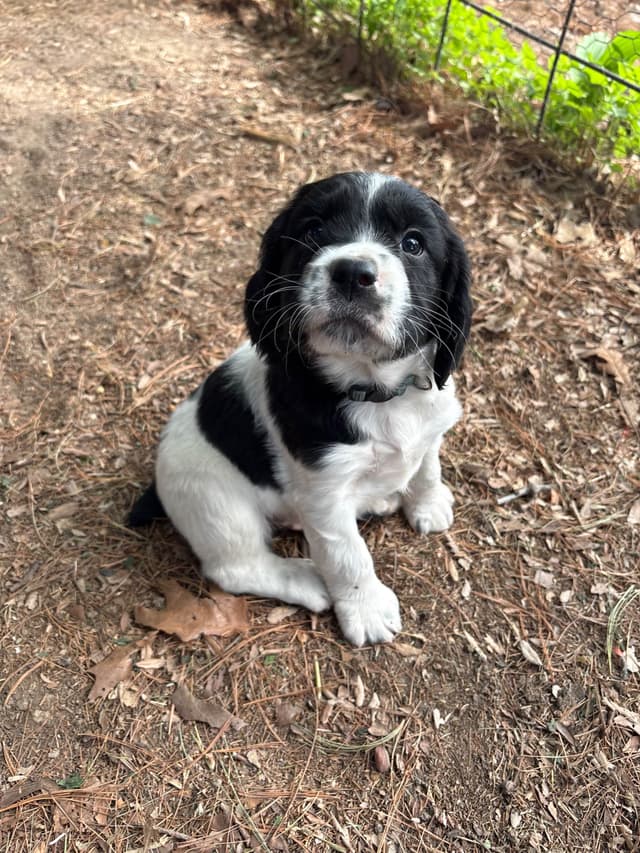 English Springer Spaniel Puppies media 8