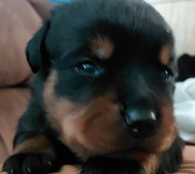 Rottweiler Puppies media 3