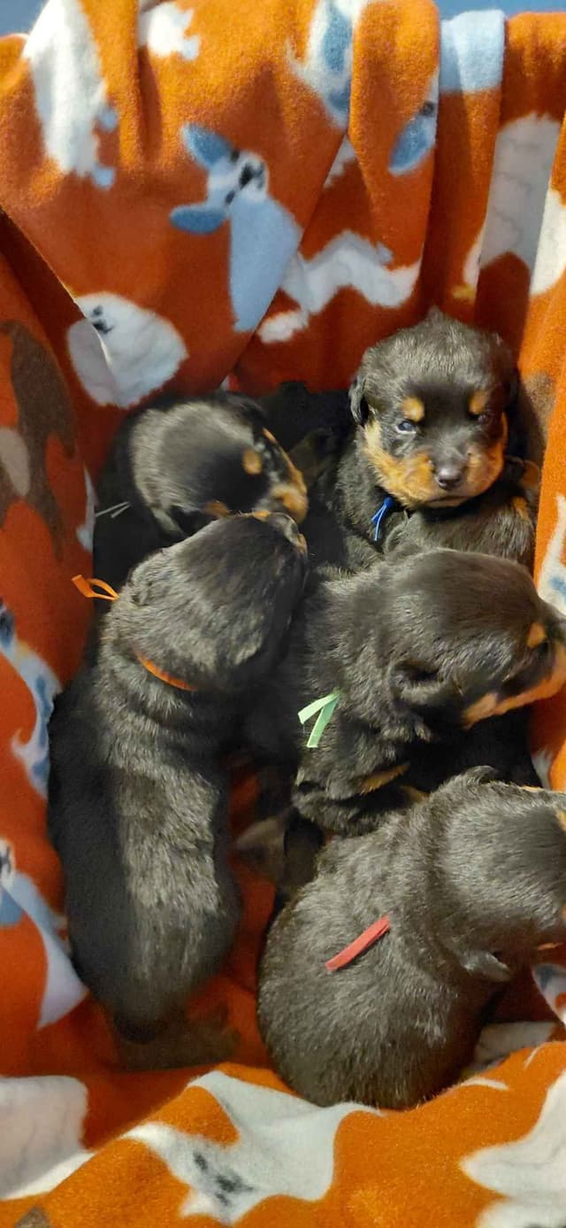 Rottweiler Puppies media 2