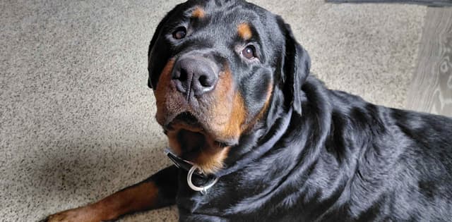 Rottweiler Puppies media 4
