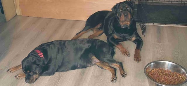 Rottweiler Puppies media 8
