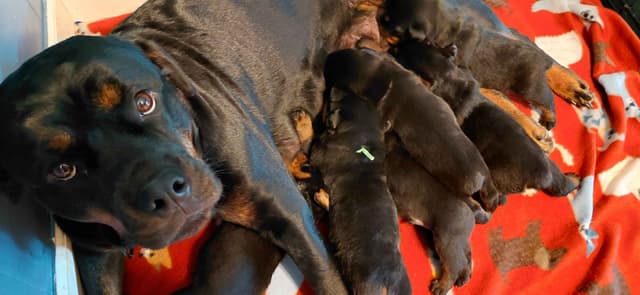Rottweiler Puppies media 5