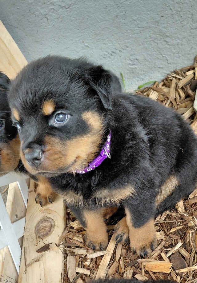 Rottweiler Puppies media 10