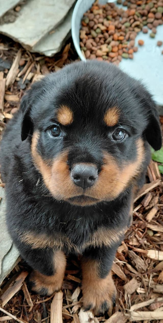 Rottweiler Puppies media 11