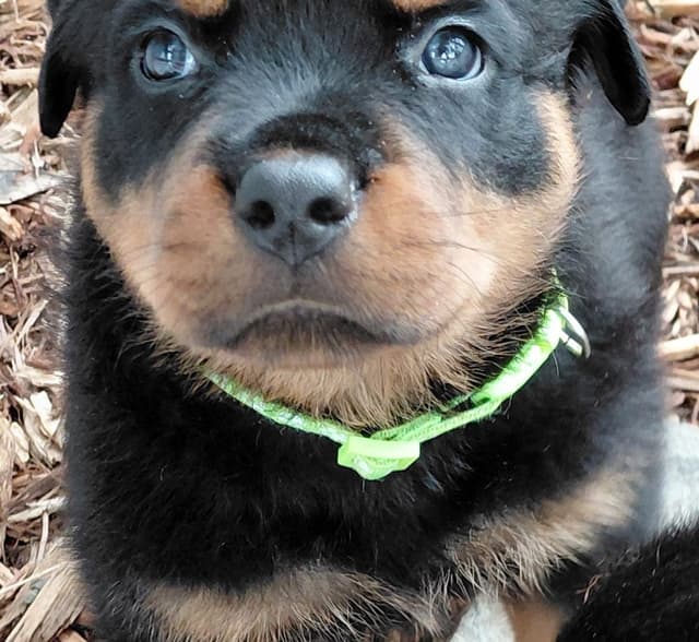 Rottweiler Puppies media 12