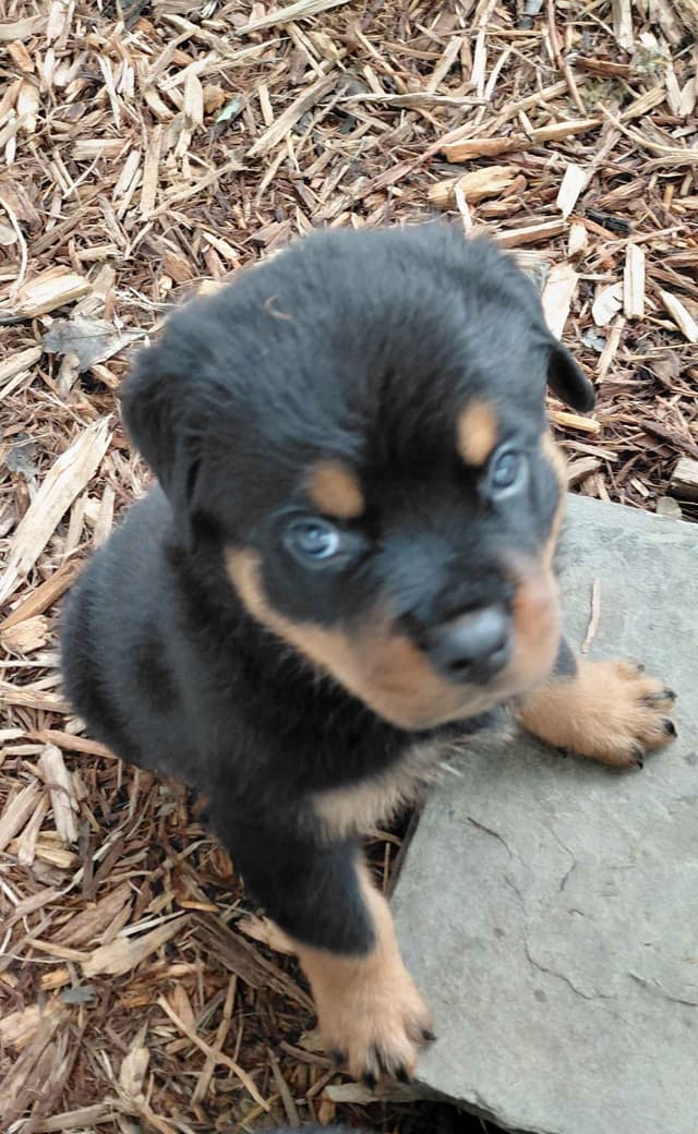 Rottweiler Puppies media 14