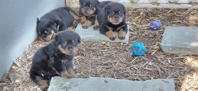 Rottweiler Puppies media 15
