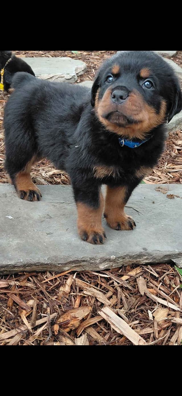 Rottweiler Puppies media 16