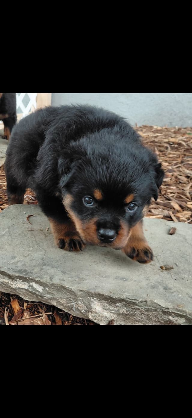 Rottweiler Puppies media 13