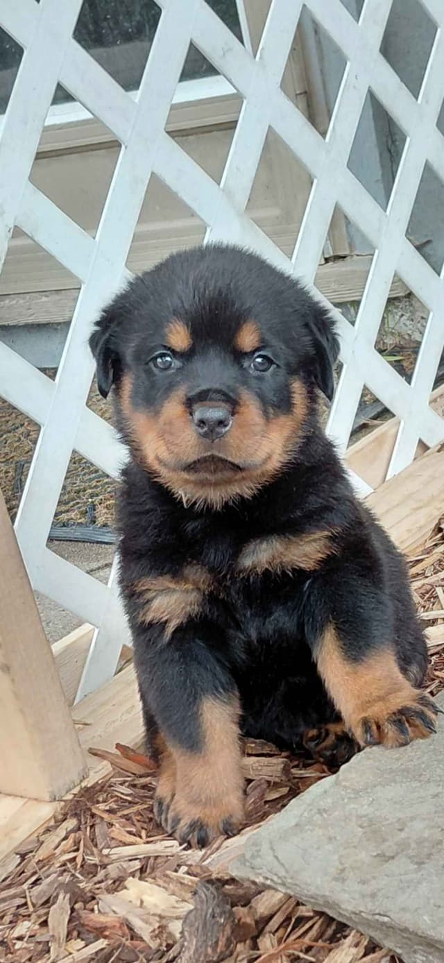 Rottweiler Puppies media 19