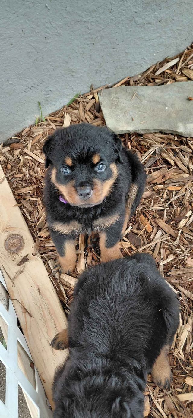 Rottweiler Puppies media 18