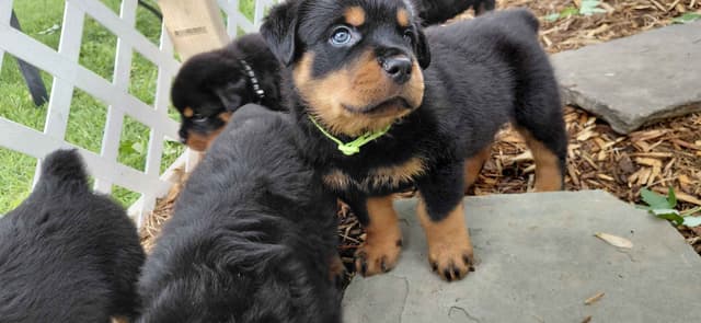 Rottweiler Puppies media 22