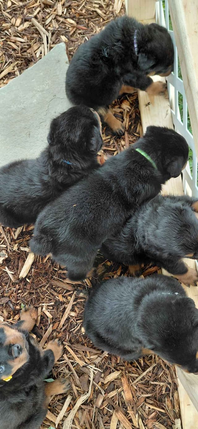 Rottweiler Puppies media 20