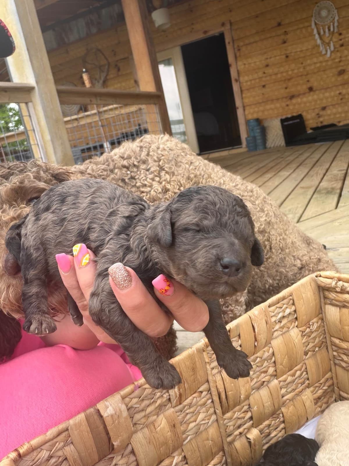 Poodle Puppies breeder image 1