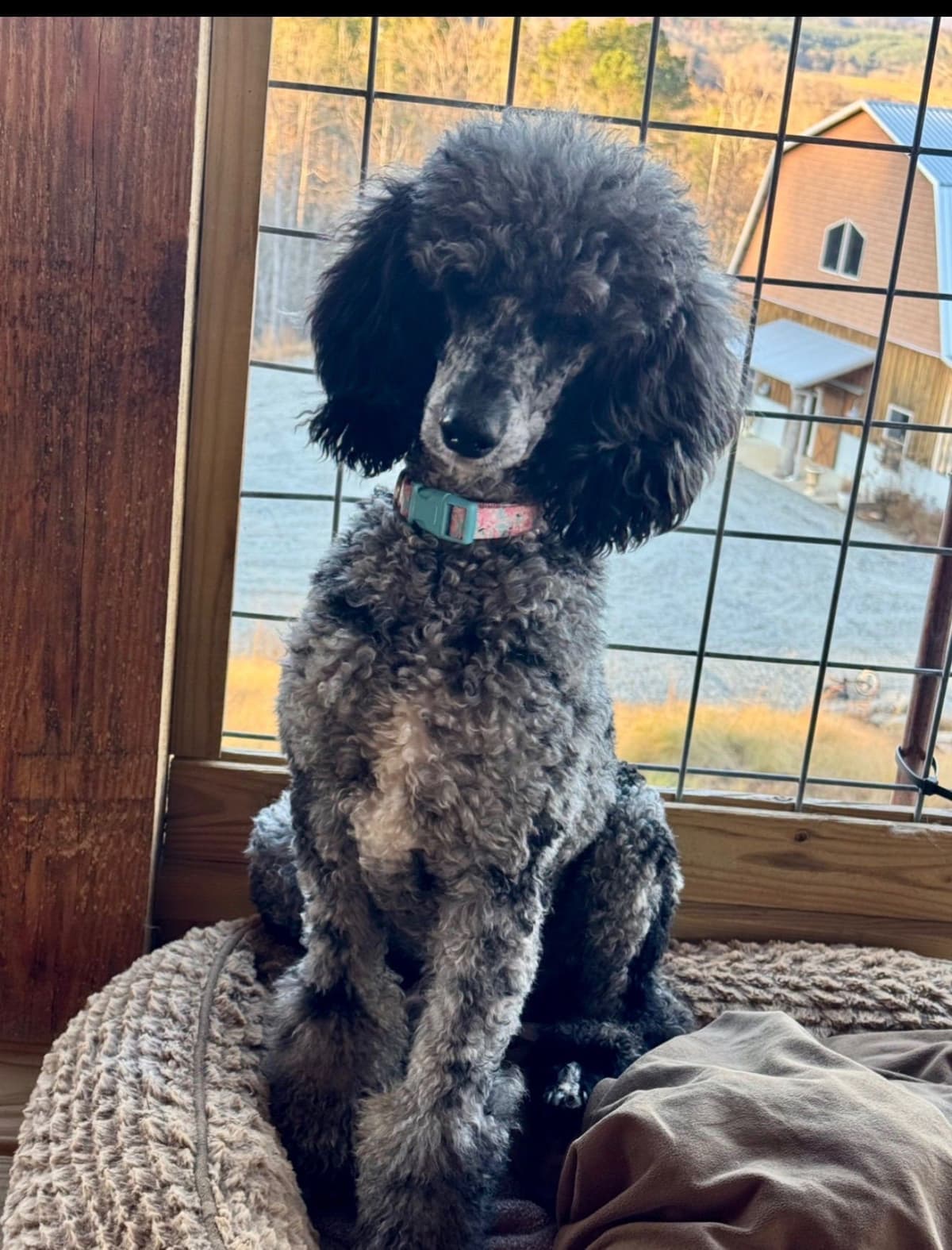 Poodle Puppies breeder image 2