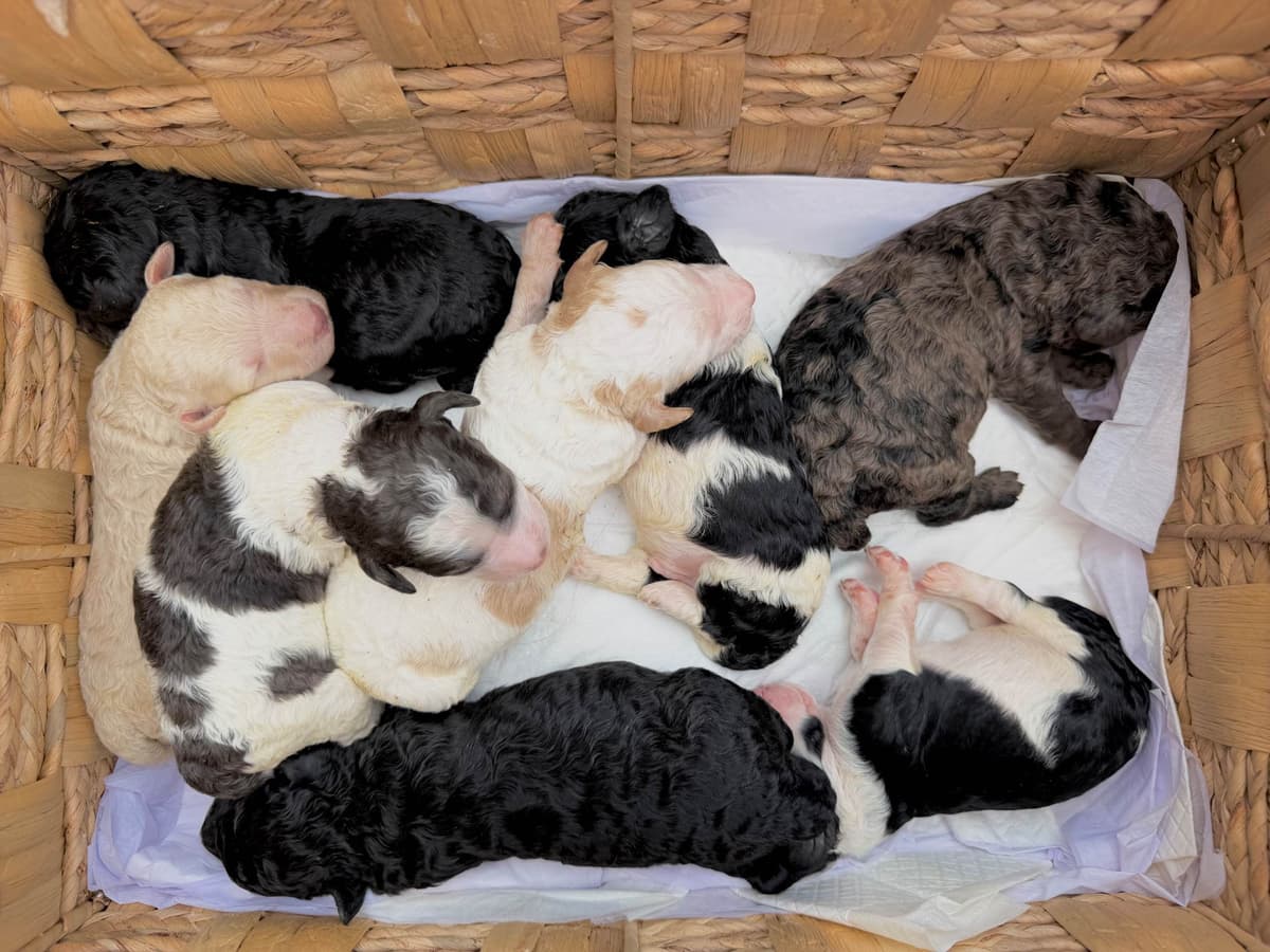 Poodle Puppies breeder image 3