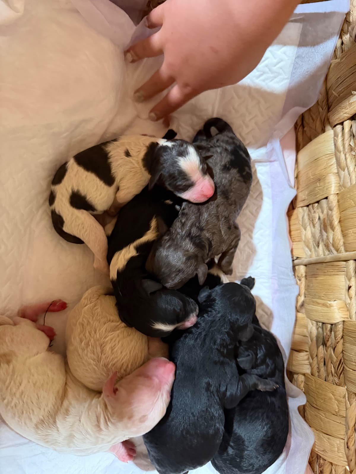 Poodle Puppies breeder image 4