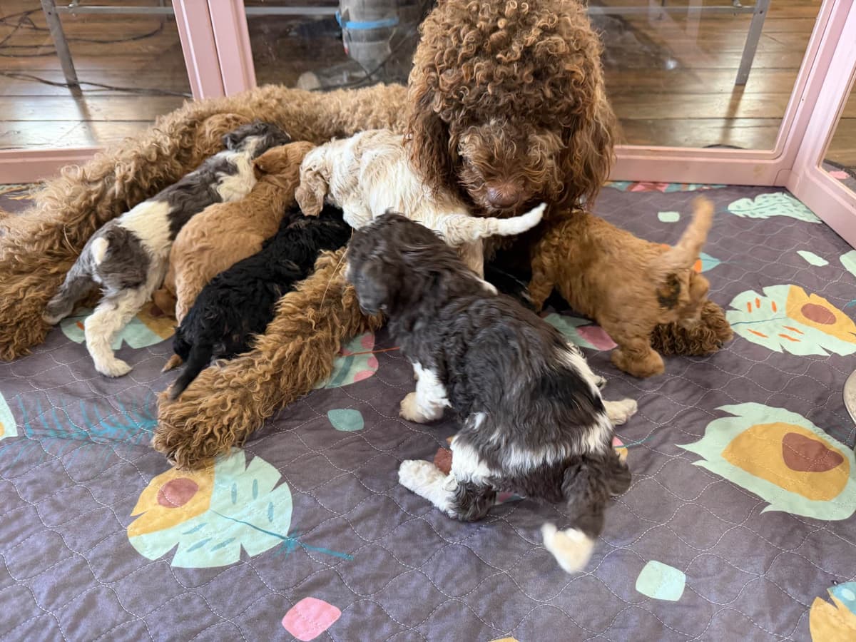 Poodle Puppies breeder image 5