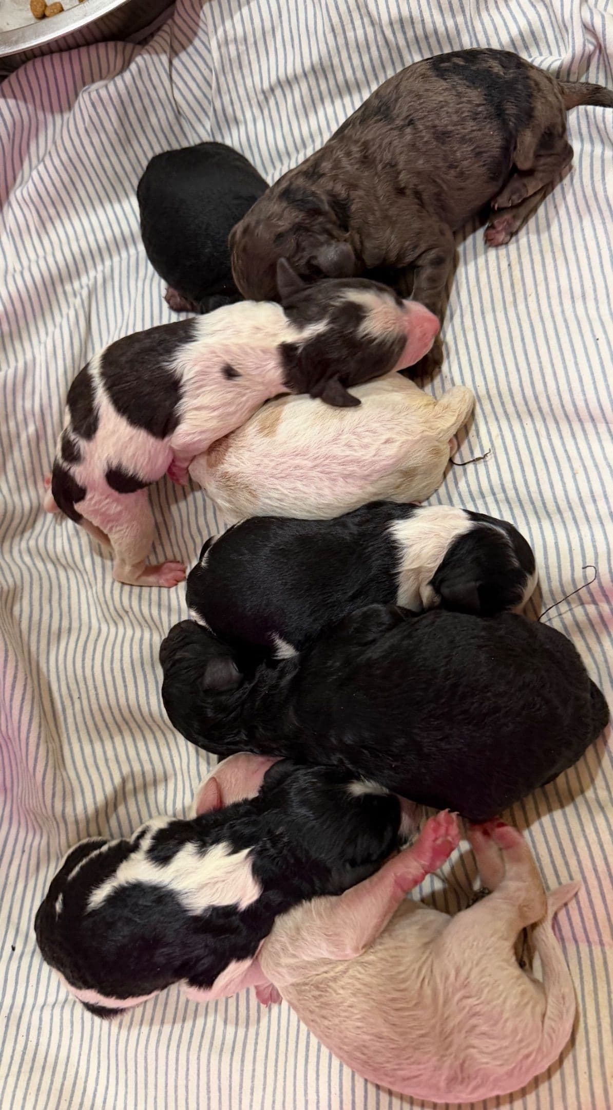 Poodle Puppies breeder image 6