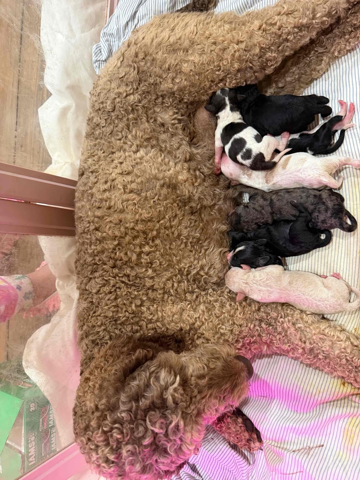 Poodle Puppies breeder image 8