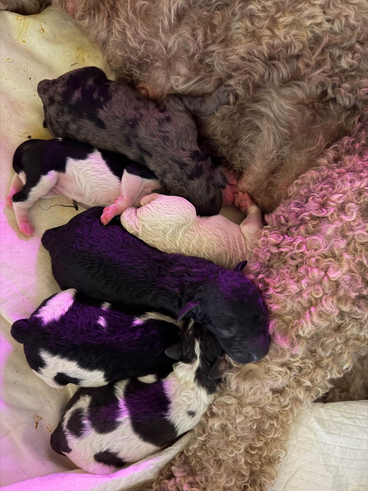 Poodle Puppies breeder image 9
