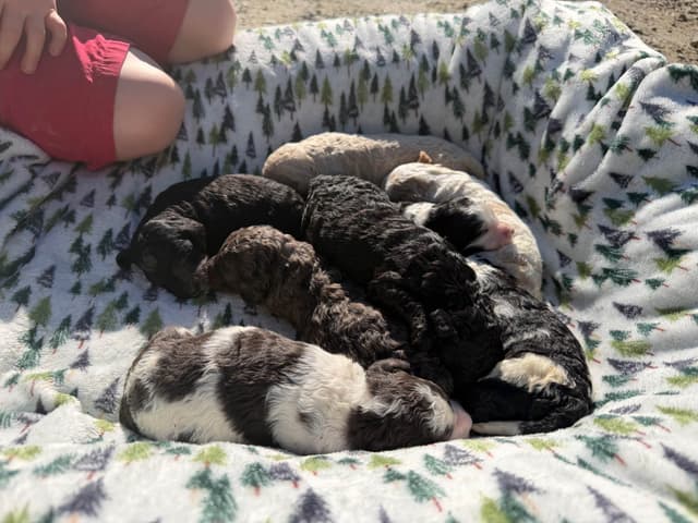 Poodle Puppies media 6