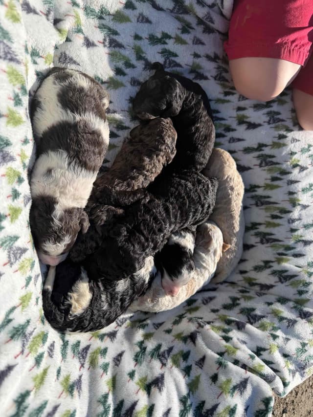 Poodle Puppies media 7